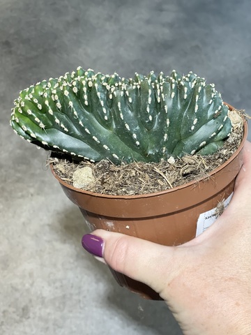 Маргинатоцереус Маргинатус Кристата d12