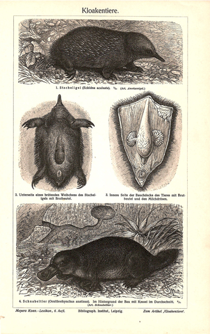 Литография «Kloakentier»