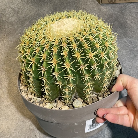 Эхинокактус Грузони Бревиспинус d20