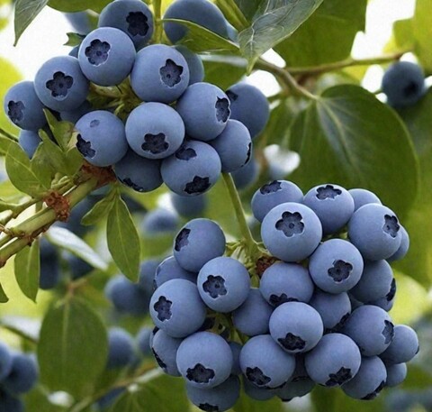 Голубика Река