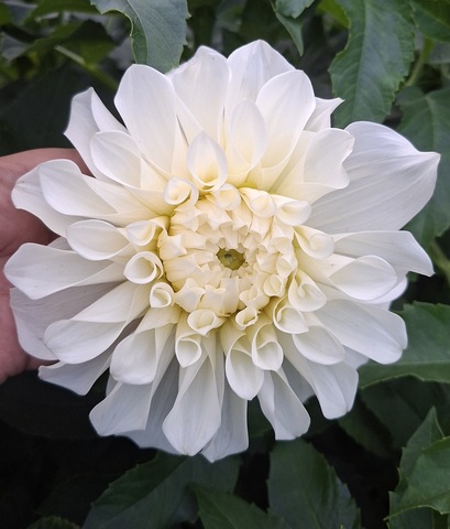 Георгин Хапет Соло (Hapet Solo)