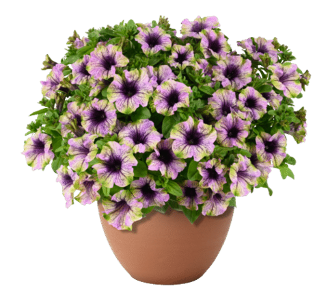 32542 Петуния AMAZONAS Violet Parakeet (Весна 2026)