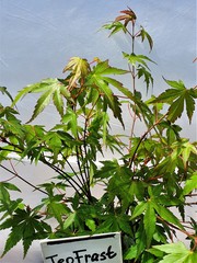 Teofrast Клен дланевидный acer palmatum katsura