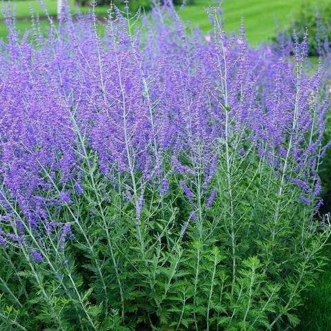 3742 ПЕРОВСКАЯ ATRIPLICIFOLIA LITTLE SPIRE