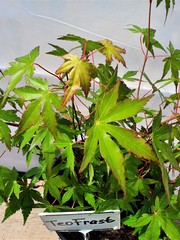 Teofrast Клен дланевидный acer palmatum katsura