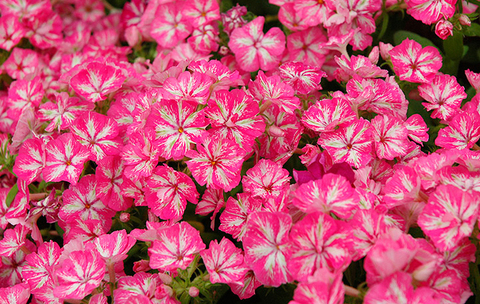 S7014 Флокс Grammy Pink White 5шт.