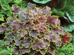 Гейхерелла Solar Eclipse