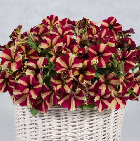 Петуния мультифлора Джоконда Бургунди Еллоу