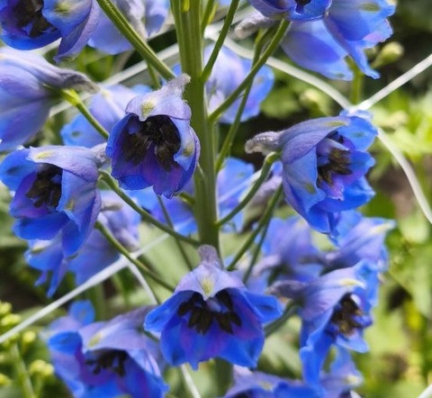 Дельфиниум микс