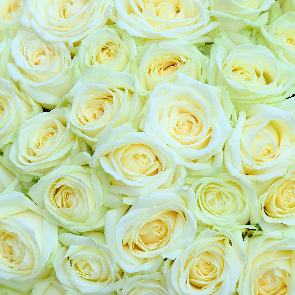 Букет 101 белая роза Avalanche