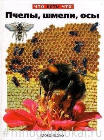 Пчелы, шмели, осы