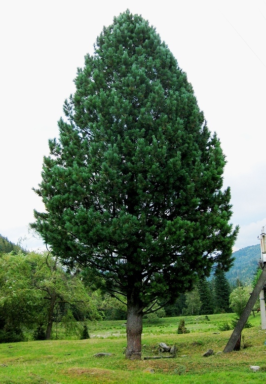 Семена Сосна кедровая сибирская pinus sibirica