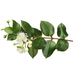 Эфирное масло Лимонного Мирта (Lemon Myrtle) - 5 мл. Compagnie des Sens