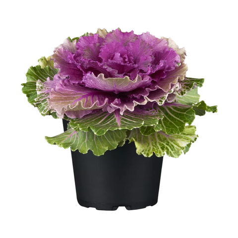 Капуста декоративная