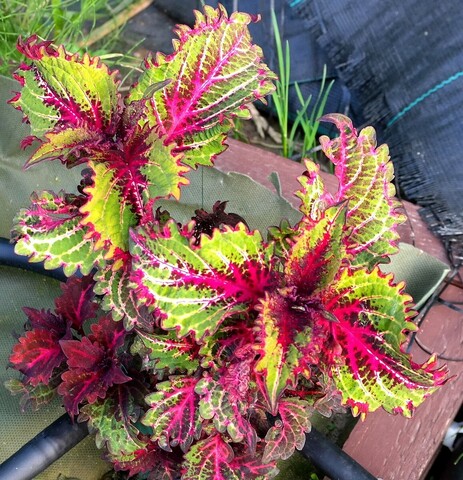 Зеленый Ёжик TT колеус КСР