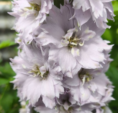 Дельфиниум микс