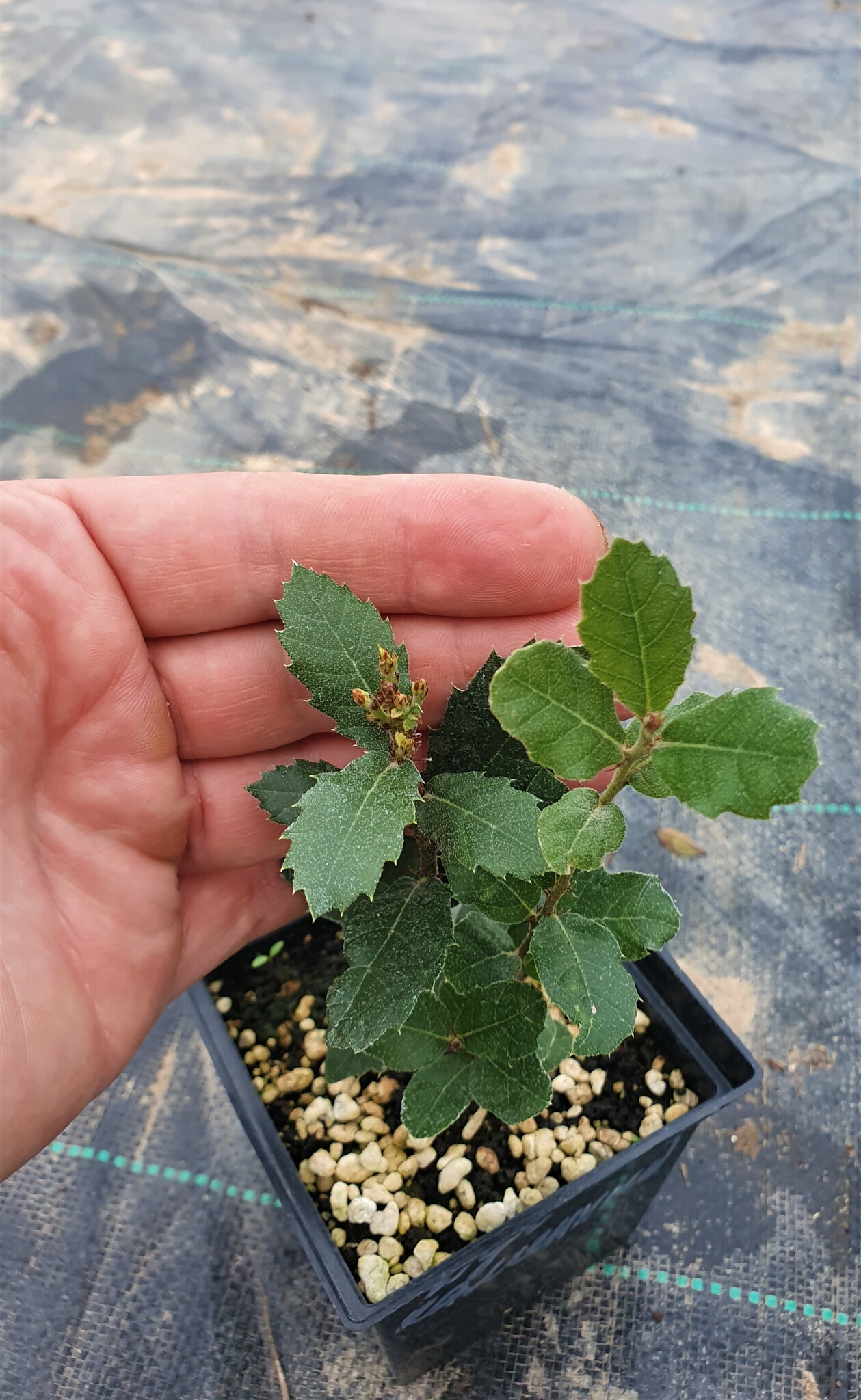 Саженцы Дуб Каменный Quercus ilex