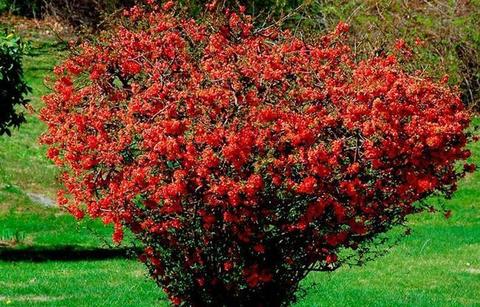 айва японская купить