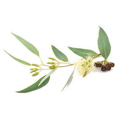 Эфирное масло Эвкалипта Шаровидного (Eucalyptus Globulus) - 30 мл. Compagnie des Sens