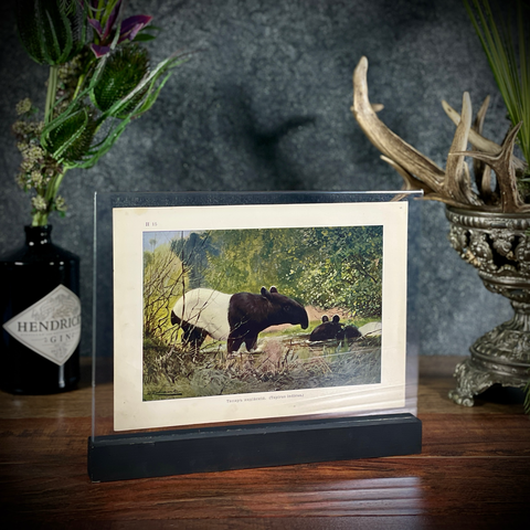 Хромолитография «Индийский тапир»