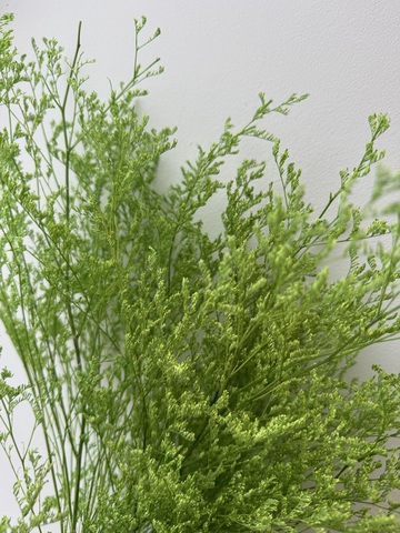 Кермек выбеленный Весенняя зелень