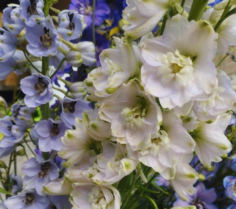 Дельфиниум микс