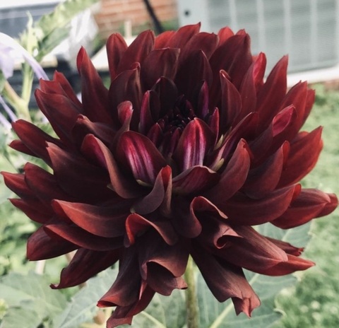 Георгин Холлихил блек бьюти(Hollyhill black beauty)