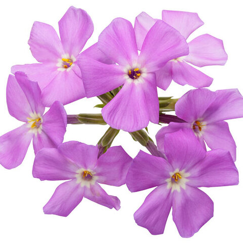 37122 Флокс OPENING ACT Romance (Весна 2026)