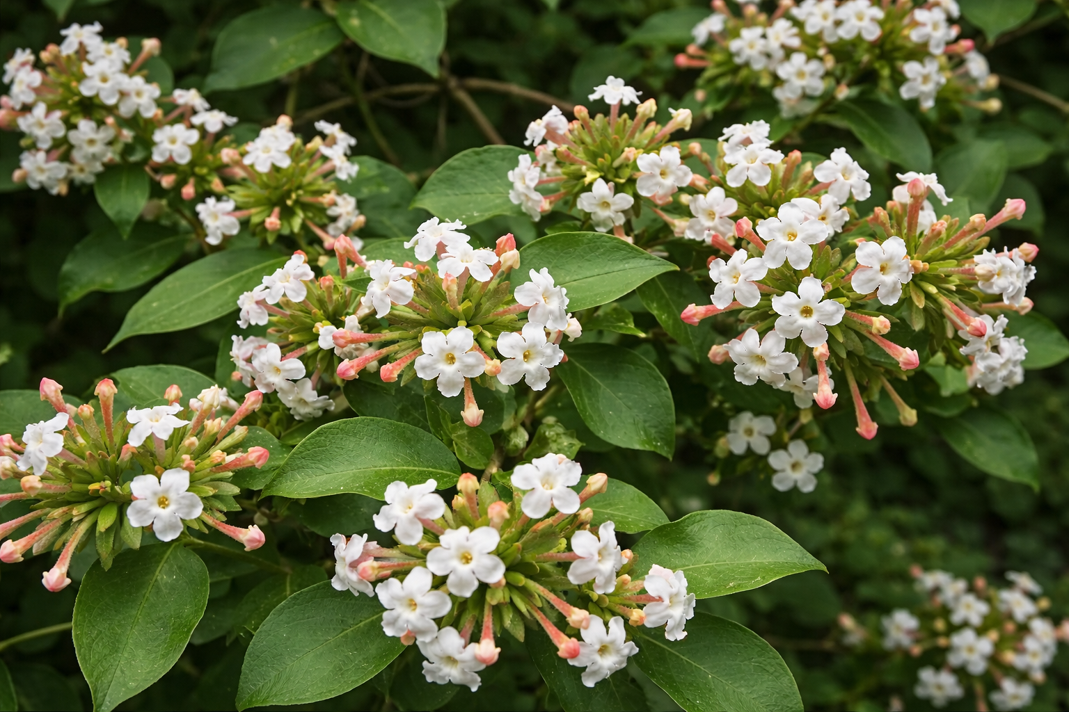 Абелия (Забелия) мосанская