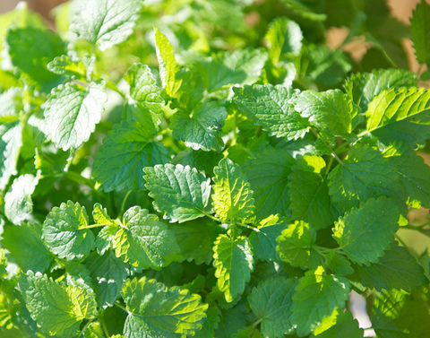 6301 Мелисса LEMON BALM