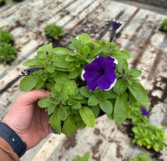 Петуния кустовая в кассете по 6 шт.