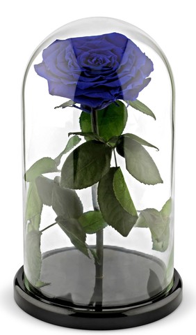 Вечная роза в стеклянной колбе тёмно-синяя (Люкс)