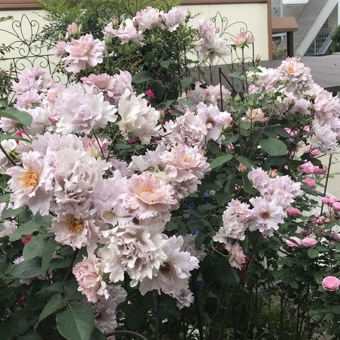 Тилия (Couture Rose Tilia)