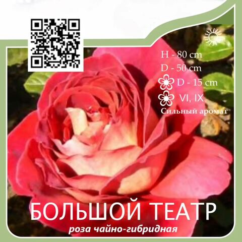 Pоза чайно-гибридная 