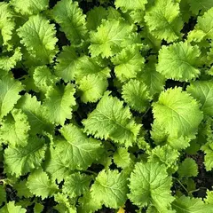 Горчица зеленая "О, Батат", 100 г