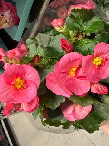 Бегония Элатиор микс