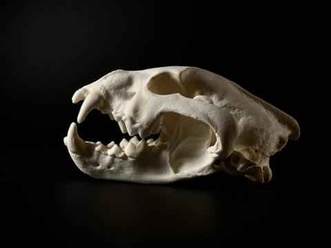 Череп росомахи с бакулюмом