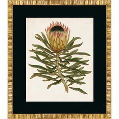 Постер 50х60 G&C Antique Protea 4