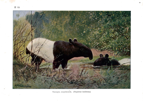 Хромолитография «Индийский тапир»