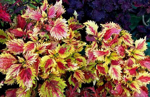 Русская парча колеус