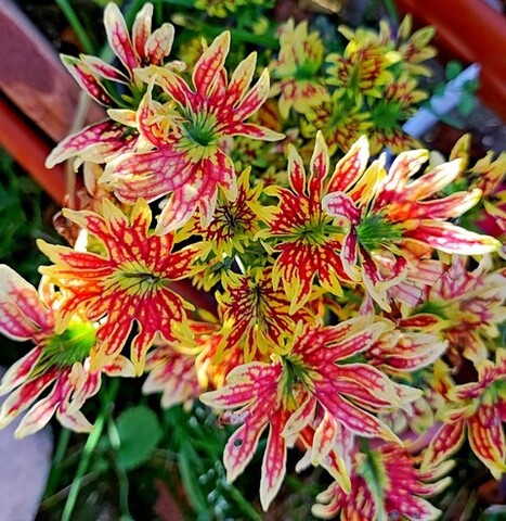 Лесли Тай колеус КСР