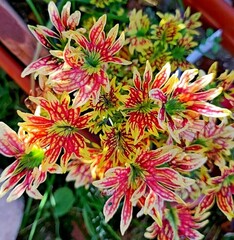 Лесли Тай колеус КСР