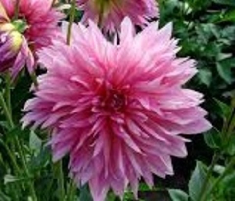 Георгин Аххальм