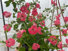 Диасция Литтл Дример