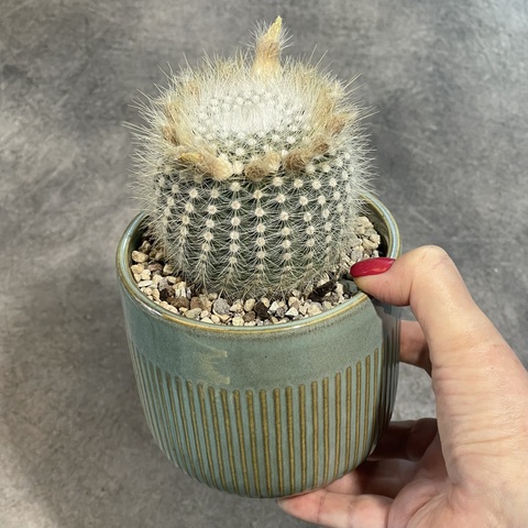 Нотокактус Скопа в керамике d11