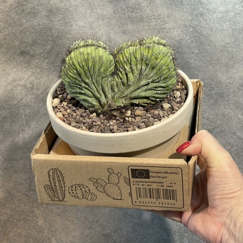 Полаския Чичипе Кристата в керамике d15