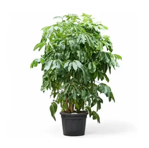 Шефлера Амате