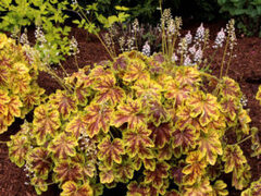 Гейхерелла Solar Eclipse