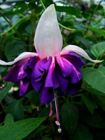 35103 Фуксия Heri Mochara (Весна 2026)