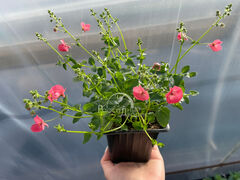 Диасция Литтл Дример